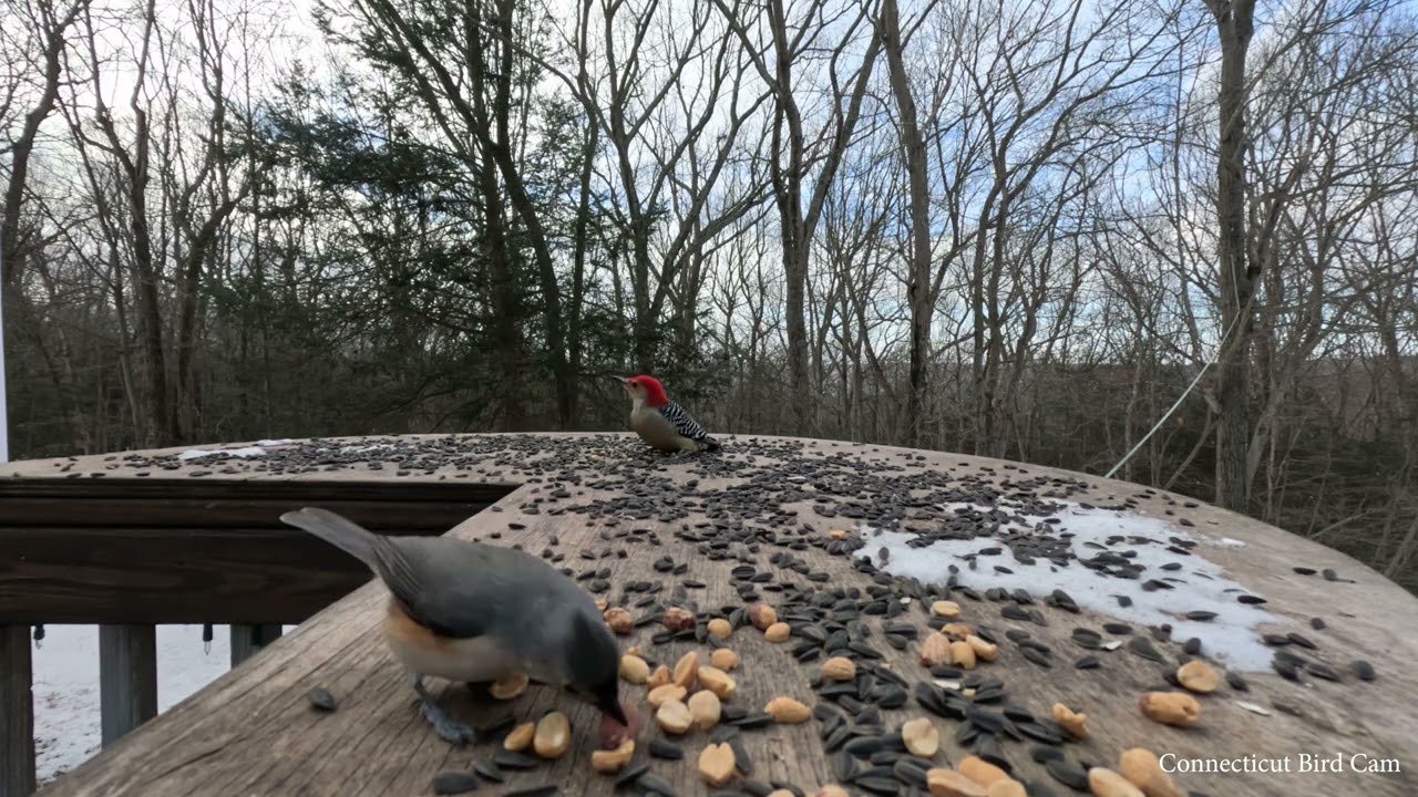 Connecticut Winter Bird Feeder Cam | Non-Stop Movement. Color, and Song