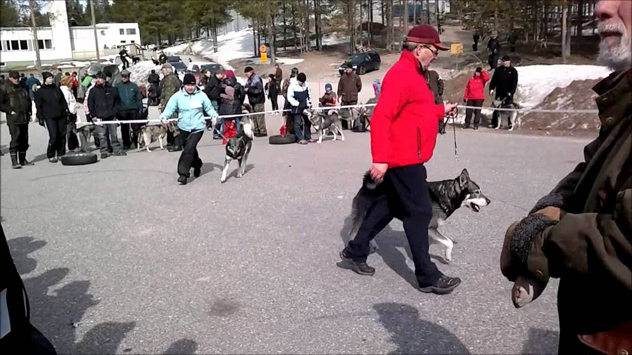 Posio 5.5.2012 Jämtit Käyttöluokan kilpailuluokka