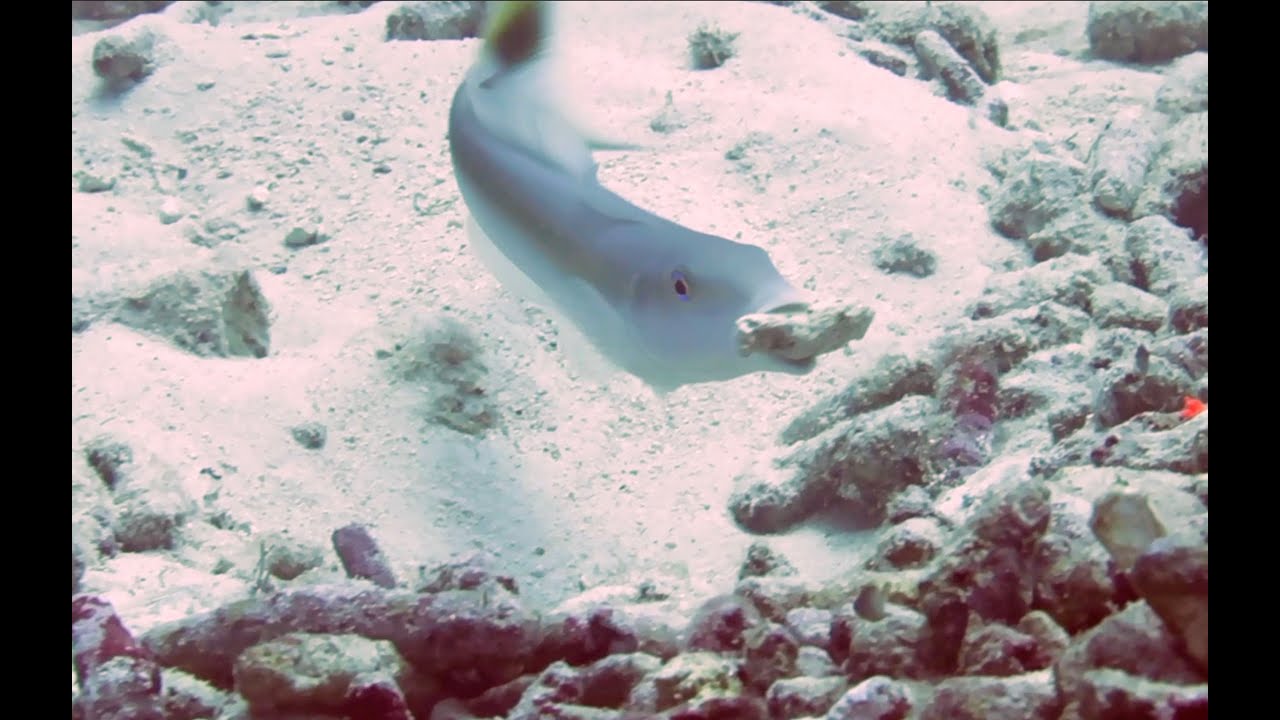 Sand Tilefish Nest Building Behavior - Bonaire