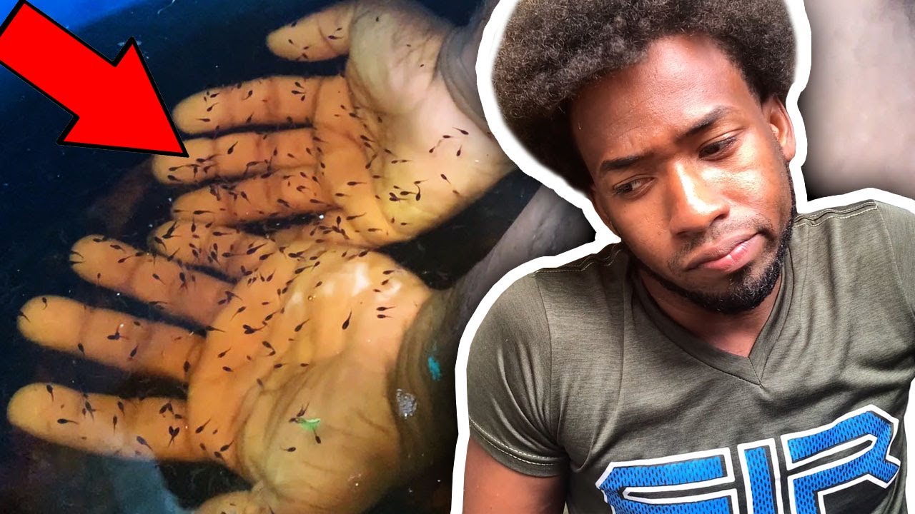 COMO HACER QUE TUS BETTAS CREZCAN RAPIDO Y SALUDABLES🐟 Nano Bettas