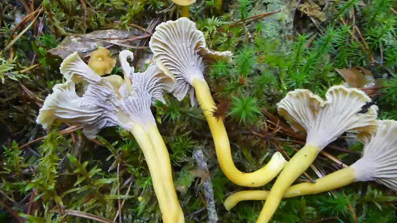 Letzte Pilztour im Oktober 2016