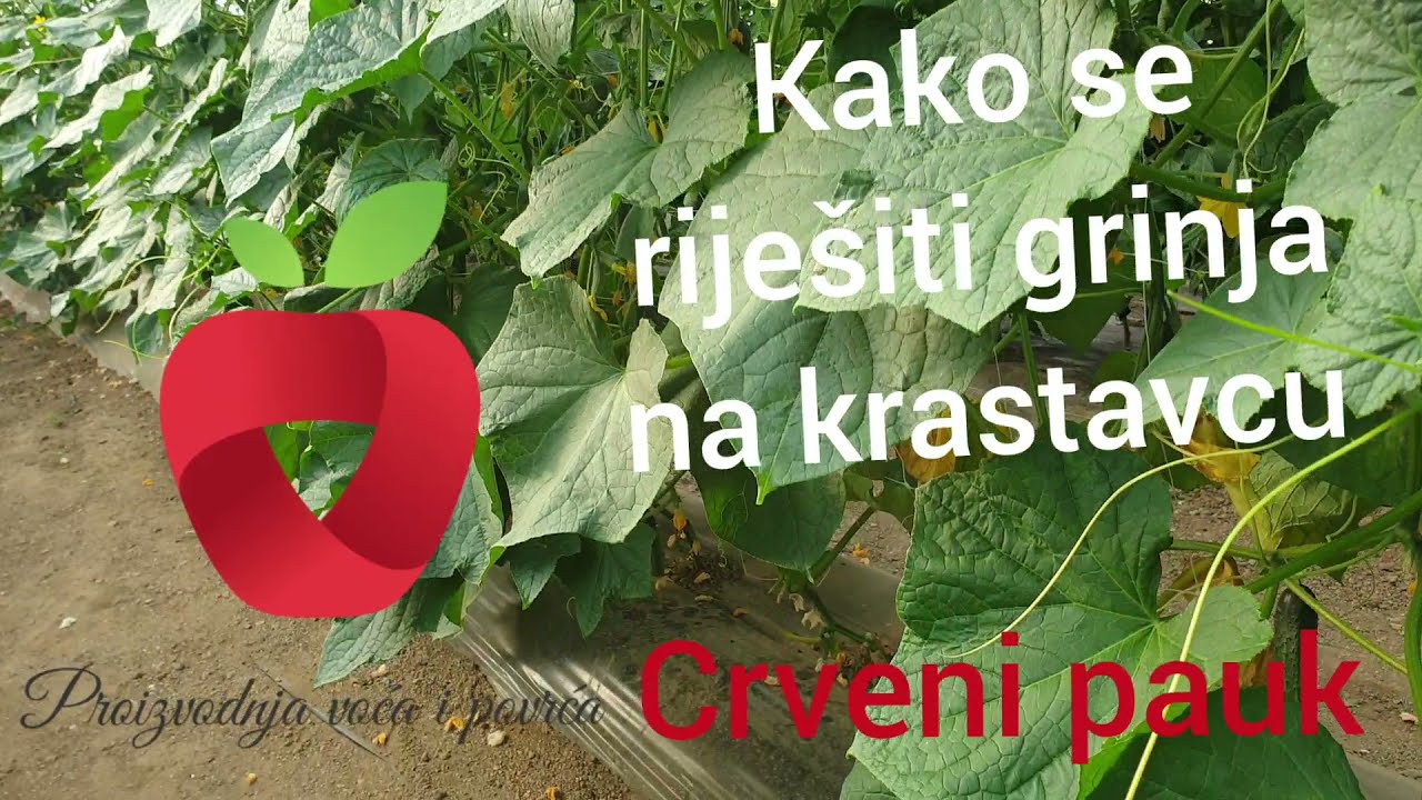 Kako uništiti crvenog pauka? Djelovanje grinja na krastavac