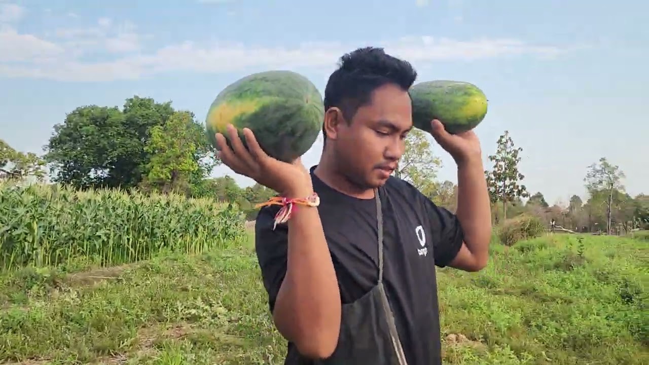 ​มีเรื่องแล้ว​มีเรื่องแล้ว​ด่วนมีโจรมารับแตงโมบ่าวดาวต้องรีบเก็บ​