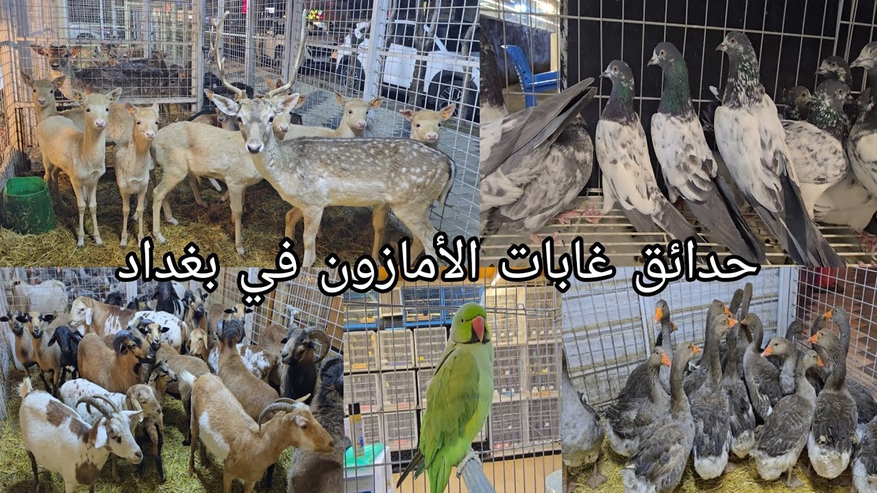 حدائق غابات الأمازون في بغداد منطقة الغدير انواع الحيوانات والطيور المستوردة 2026/3/12
