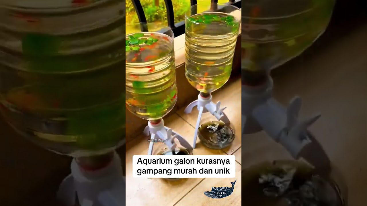 Aquarium galon #kolam #air #water #ikan #ikanhias #fish #aquascape #aquarium #fyp #funny #pets #pet