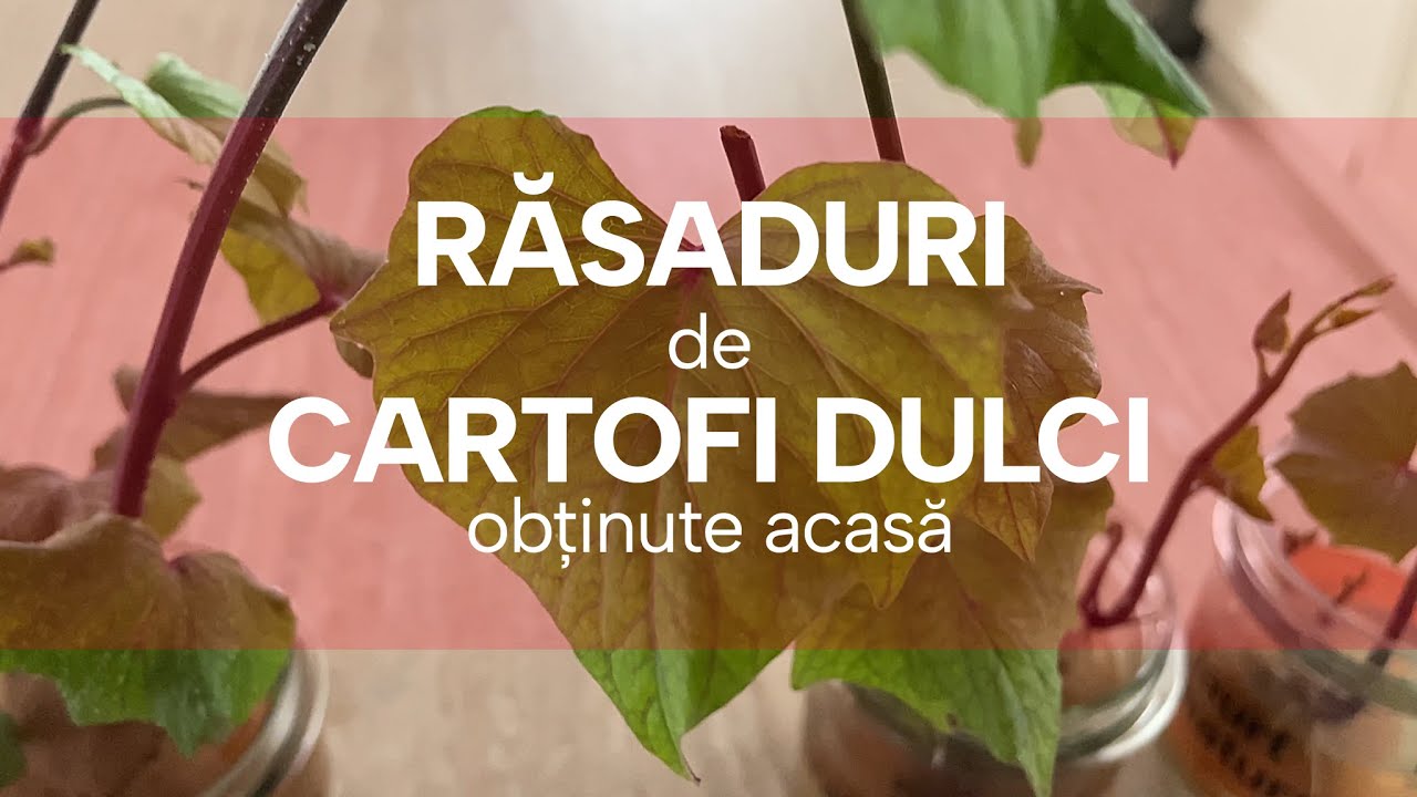 Faceti asta daca vreti sa obtineti rasaduri de cartofi dulci acasa, fara efort!