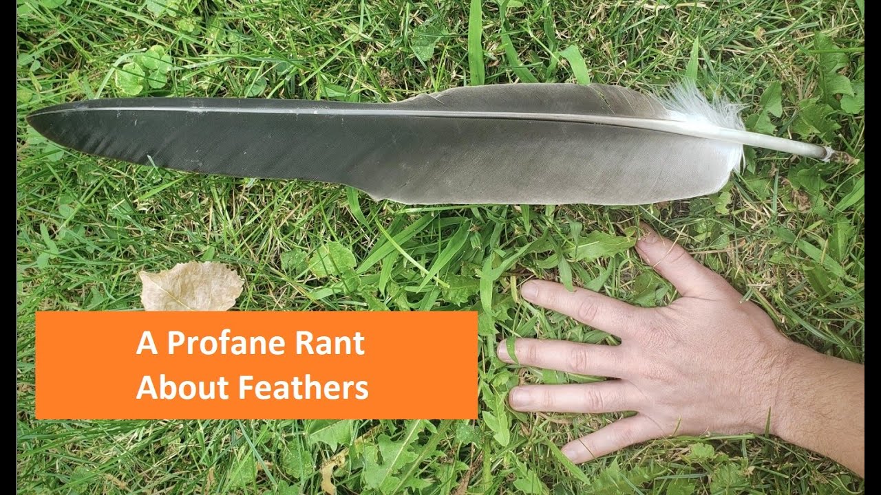Falconry: A Profane Rant About Feathers