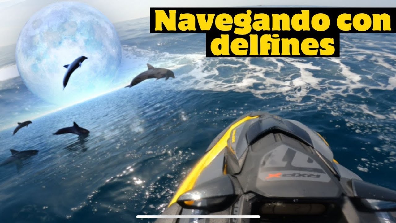 Navegando con delfines 🐬 con la Sea Doo RXP 300cv  🚀