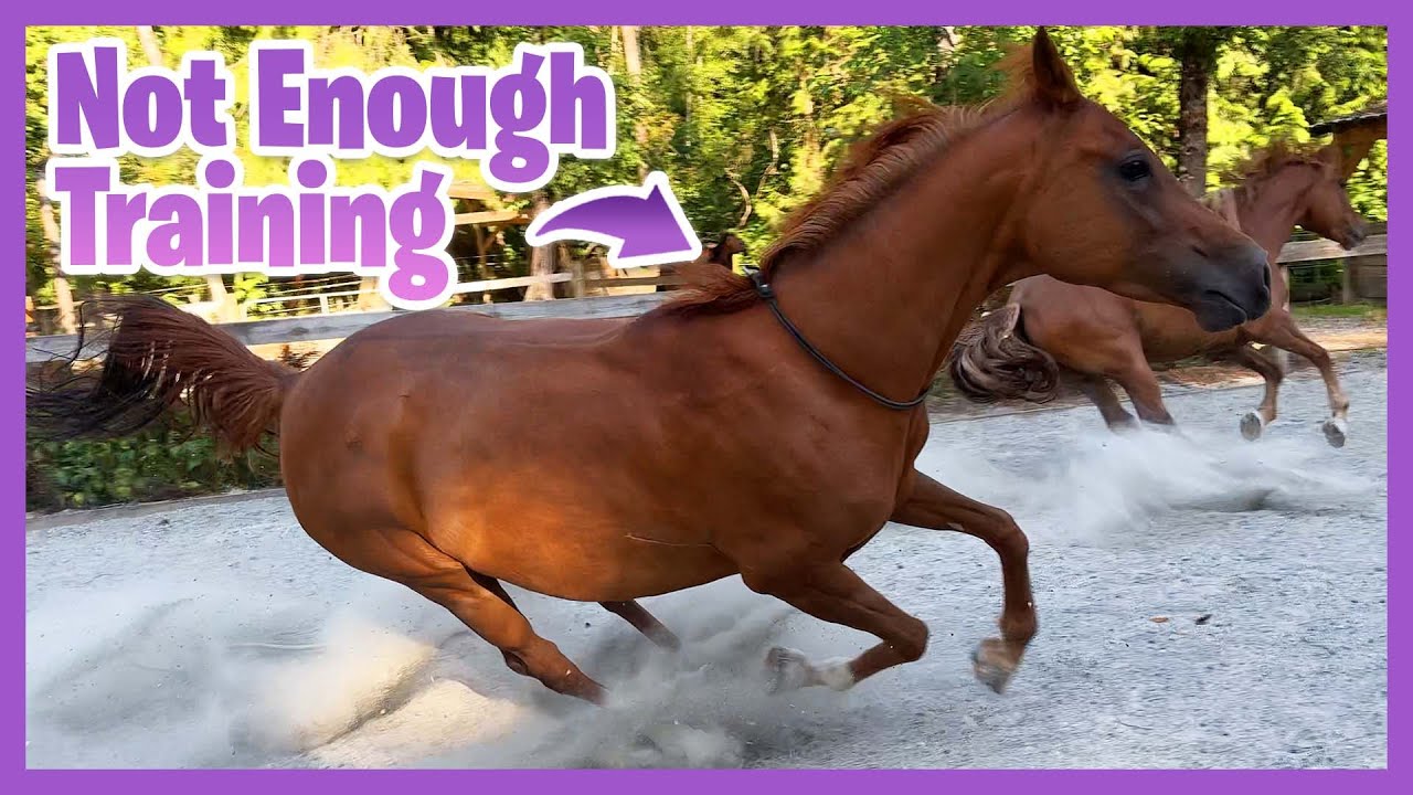 What To Do When Your Horse Runs Off With Your Halter