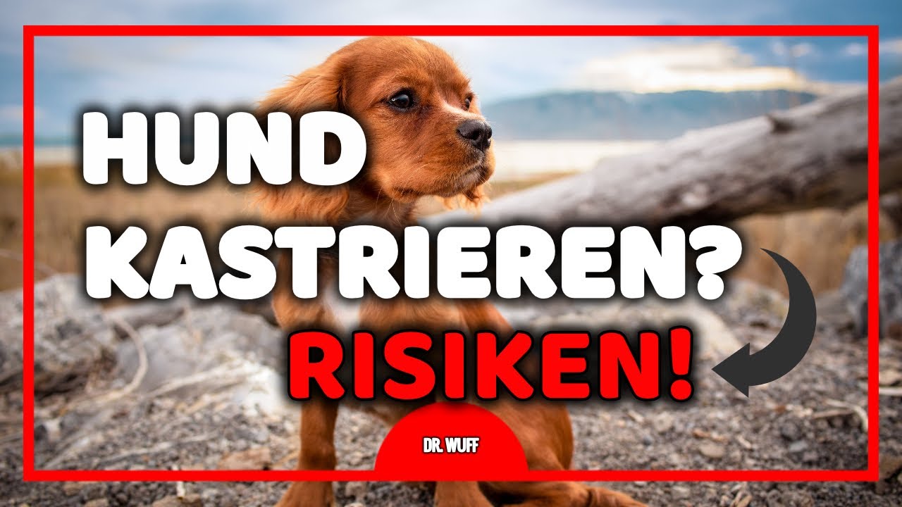 Hund kastrieren ja oder nein ?🤔 | Hund Kastration | Tierarzt klärt auf ✅