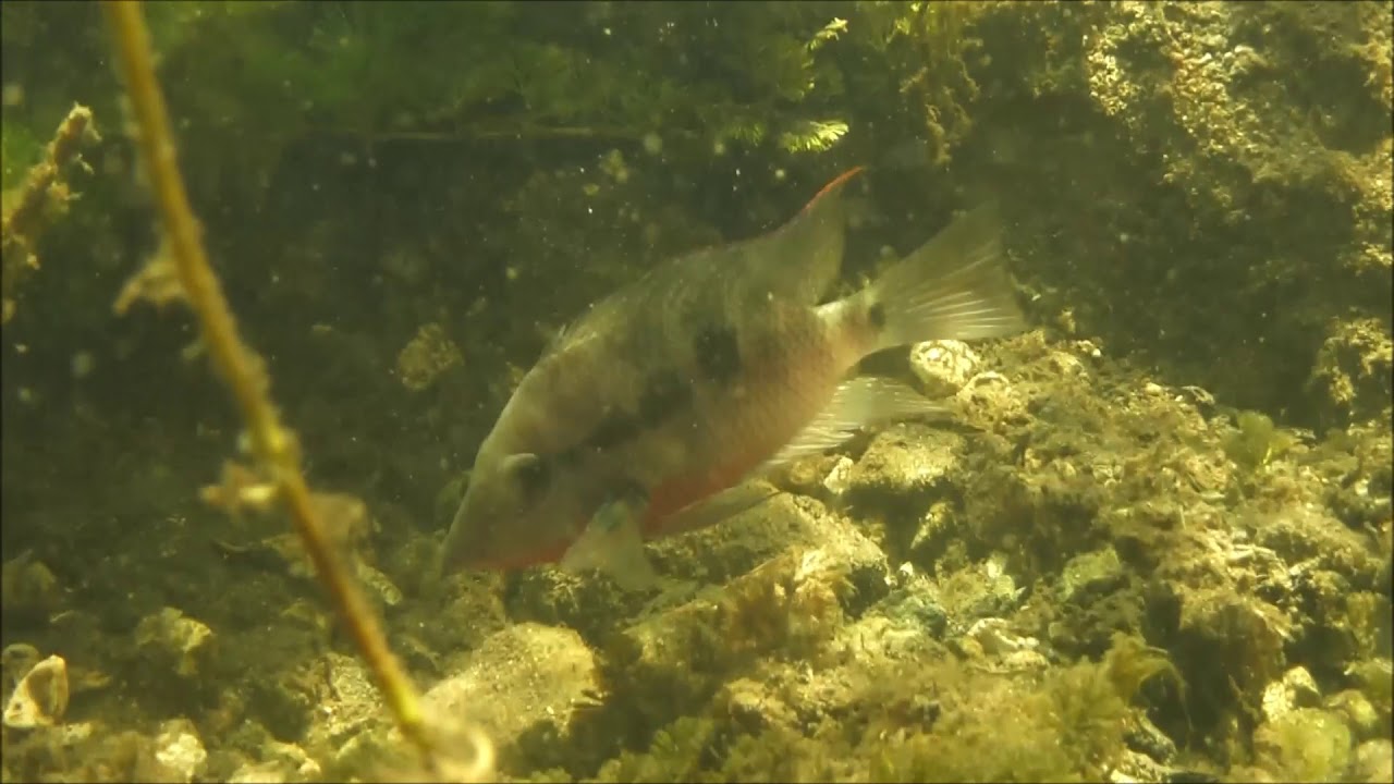 GUATEMALA Rio subin   thorichthys meeki