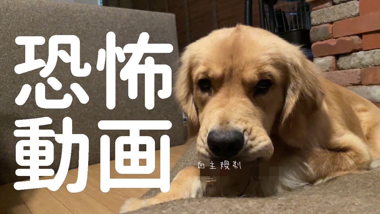 【閲覧注意】朝から恐怖に包まれた我が家でした