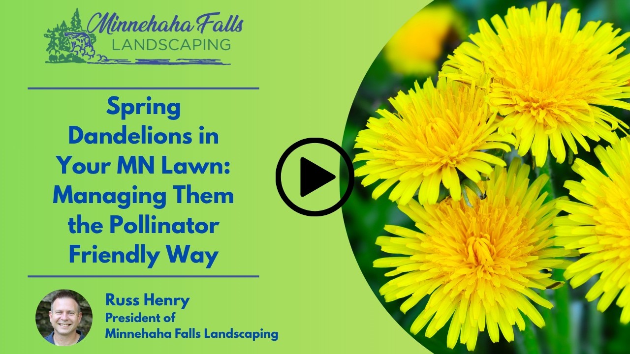 Spring Dandelions in Your MN Lawn: Managing Them the Pollinator Friendly Way | Minnehaha Falls