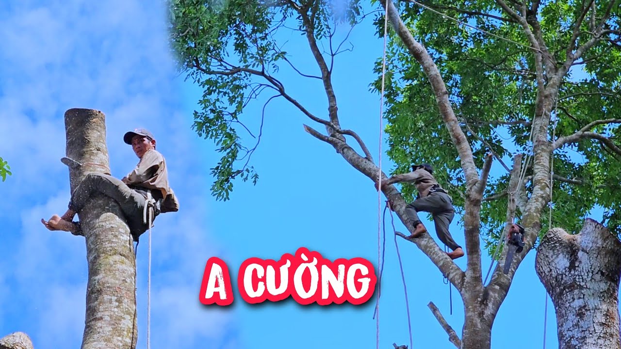 Đứng Tim !!! Khi Xem Đệ T.ử Vua Khỉ Sử Đẹp Cây Xà Cừ Khó Tại Dầu Tiếng, Bình Dương.