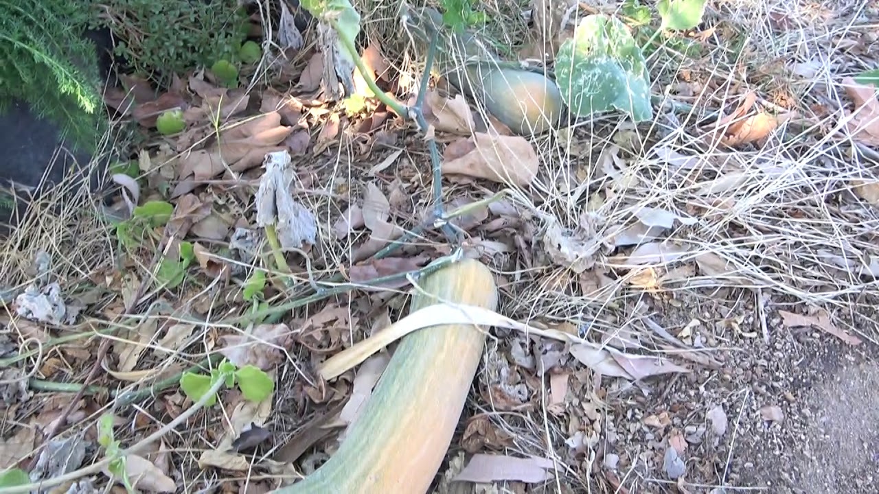 Tahitian Squash (Cucurbita moschata)