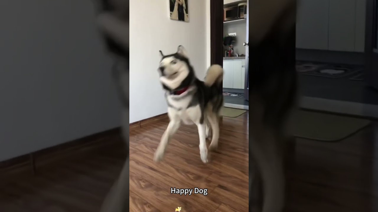 Happy dog 