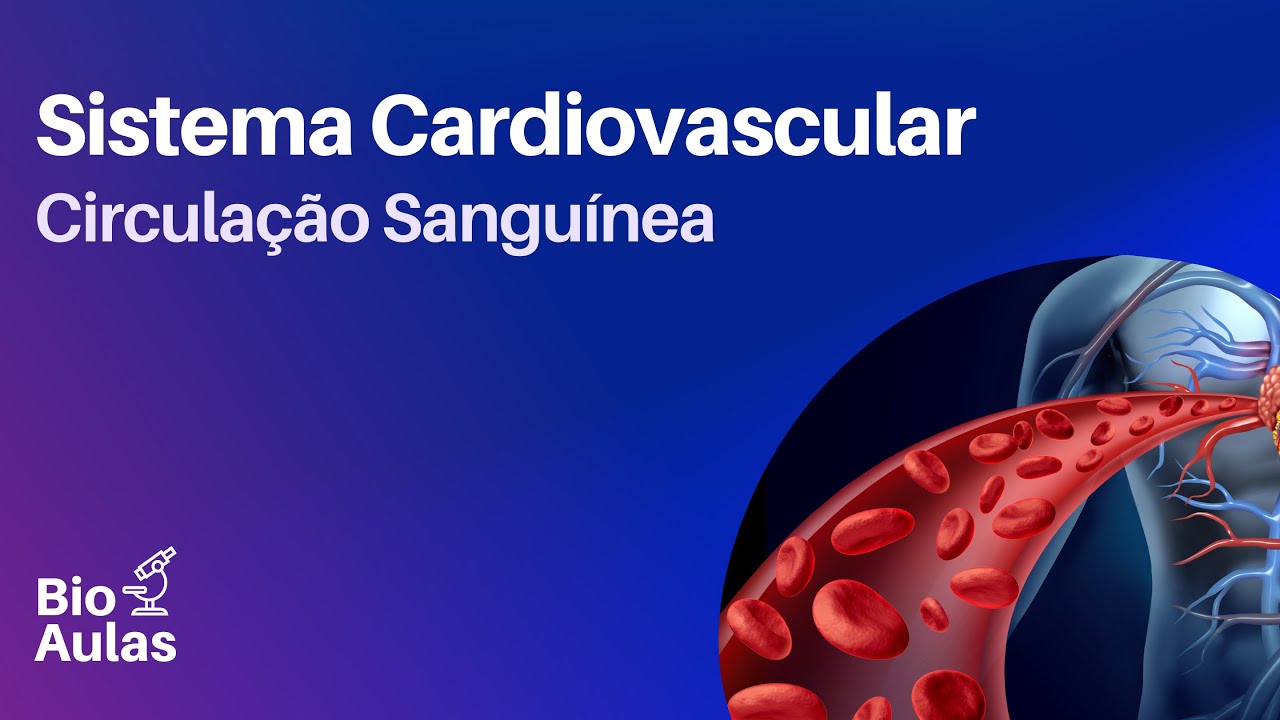Circulação Sanguínea - Pequena e Grande Circulação (Anatomia e Fisiologia do Sistema Cardiovascular)