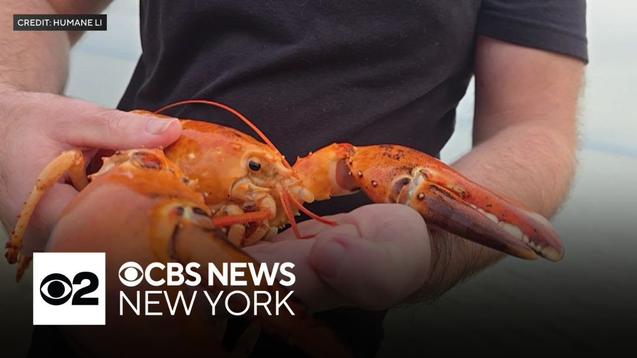 Rare orange lobster released into Long Island Sound