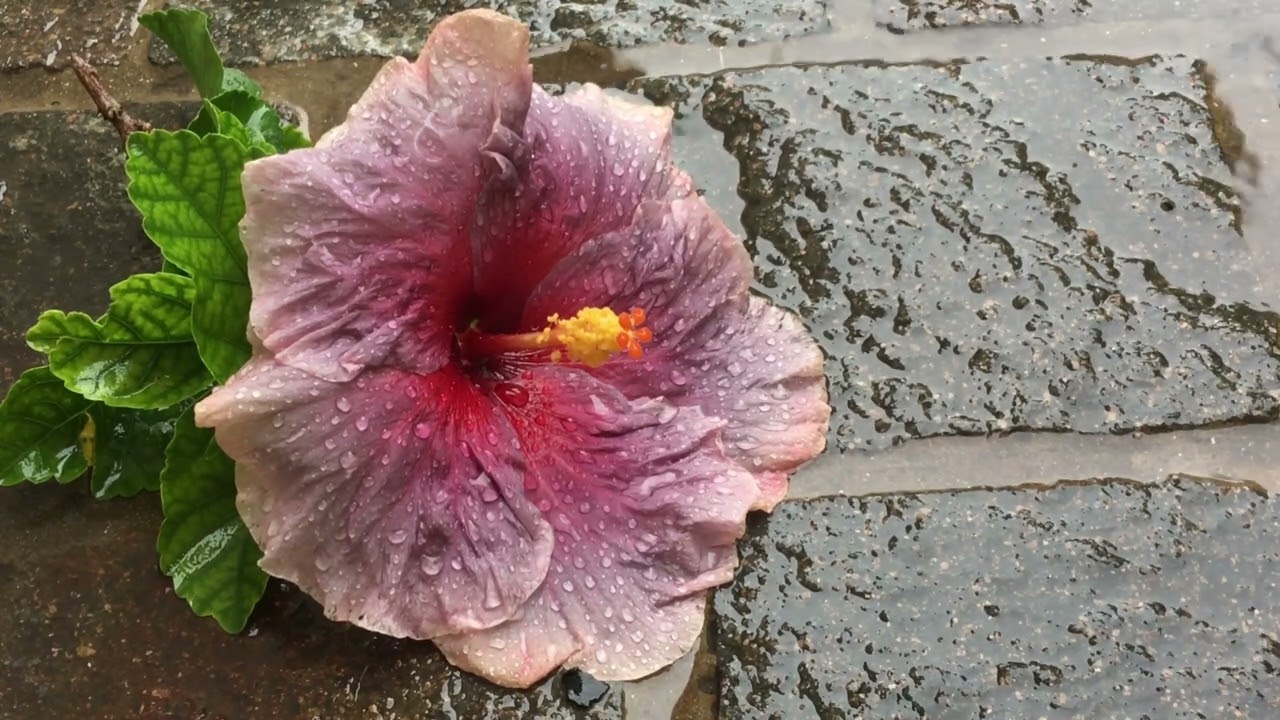 Beautiful Flowers Of Nature Accompanied By Rain 🌧️🌸