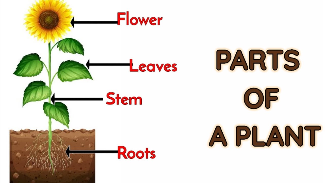 Parts of plants | Different parts of plants | Part of plants and their functions | Parts of a plant