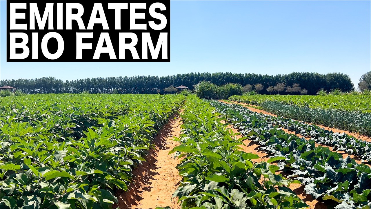 Emirates Bio Farm Dubai | 4K | UAE's Largest Organic Farm