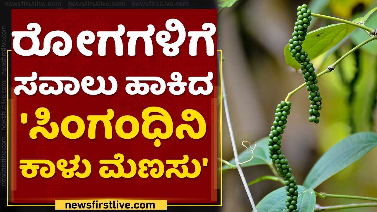 'ಸಿಂಗಂಧಿನಿ ಕಾಳು ಮೆಣಸು' ತಳಿಗೆ ರಾಷ್ಟ್ರ ಮಟ್ಟದ ಮಾನ್ಯತೆ | Black Pepper Health Benefits | NewsFirst