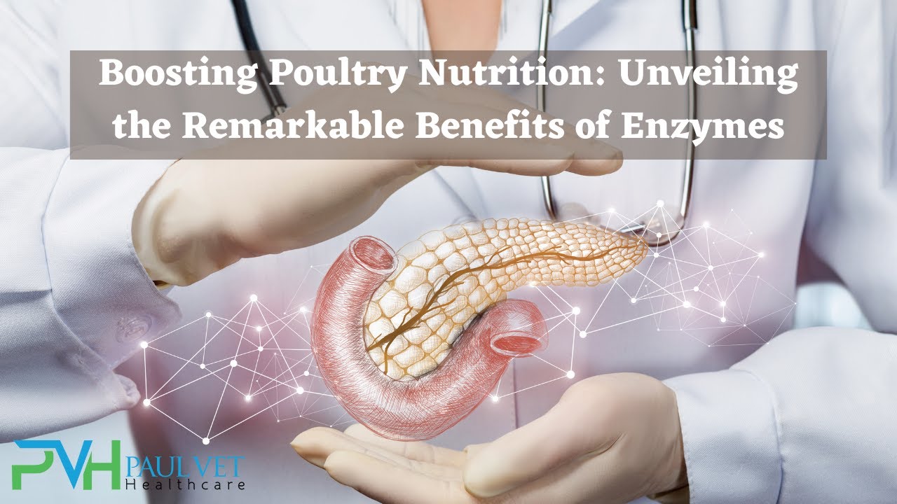 The Benefits of Enzymes in Poultry Nutrition | Paul Vet Healthcare