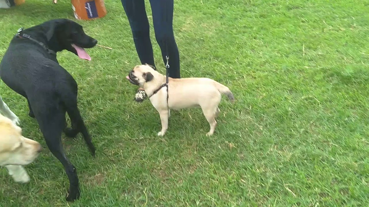 DOG LOVERS CLUB AHMEDABAD GUJARAT|| WE LOVE TO MEET EACH OTHER ON SUNDAY