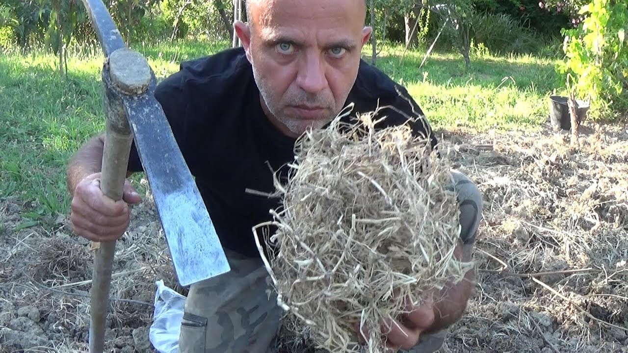 Estirpa la gramigna in 24 ore con piccone e Sole Tutorial