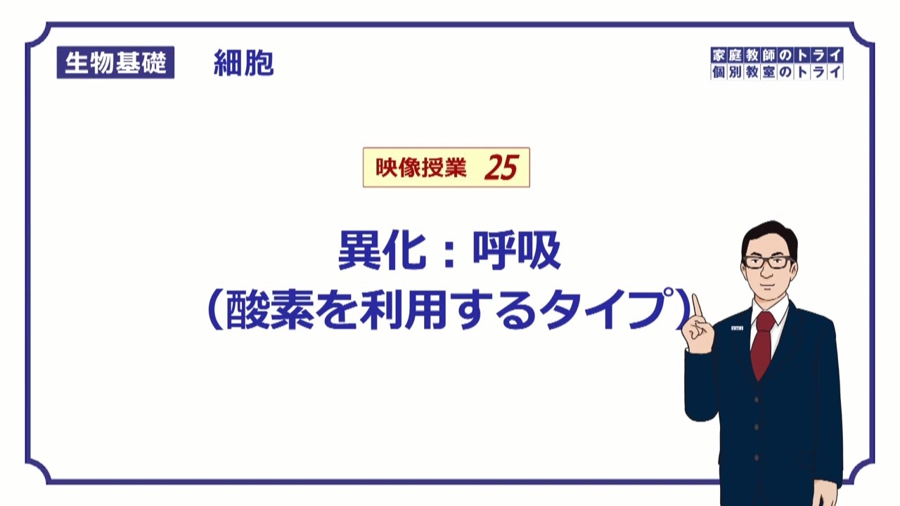 【生物基礎】　細胞25　異化：呼吸（酸素有） （１７分）