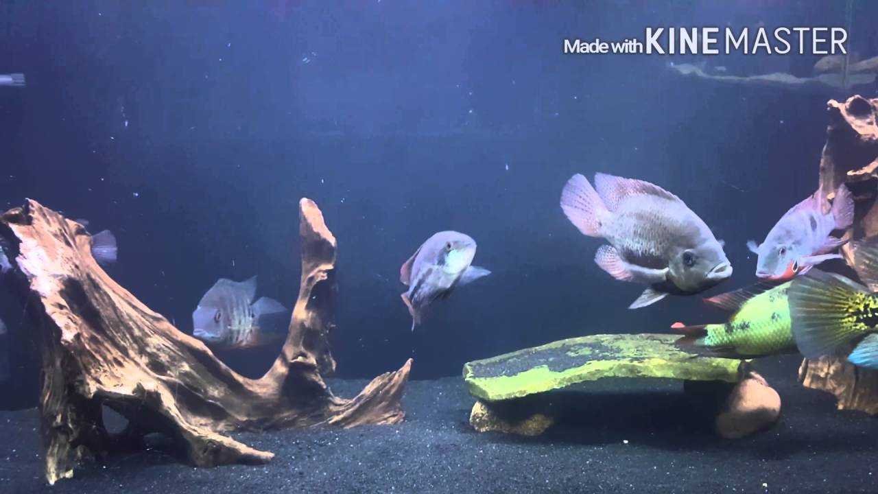 New 75 gallon Central American tank. Warning, profanity is used!