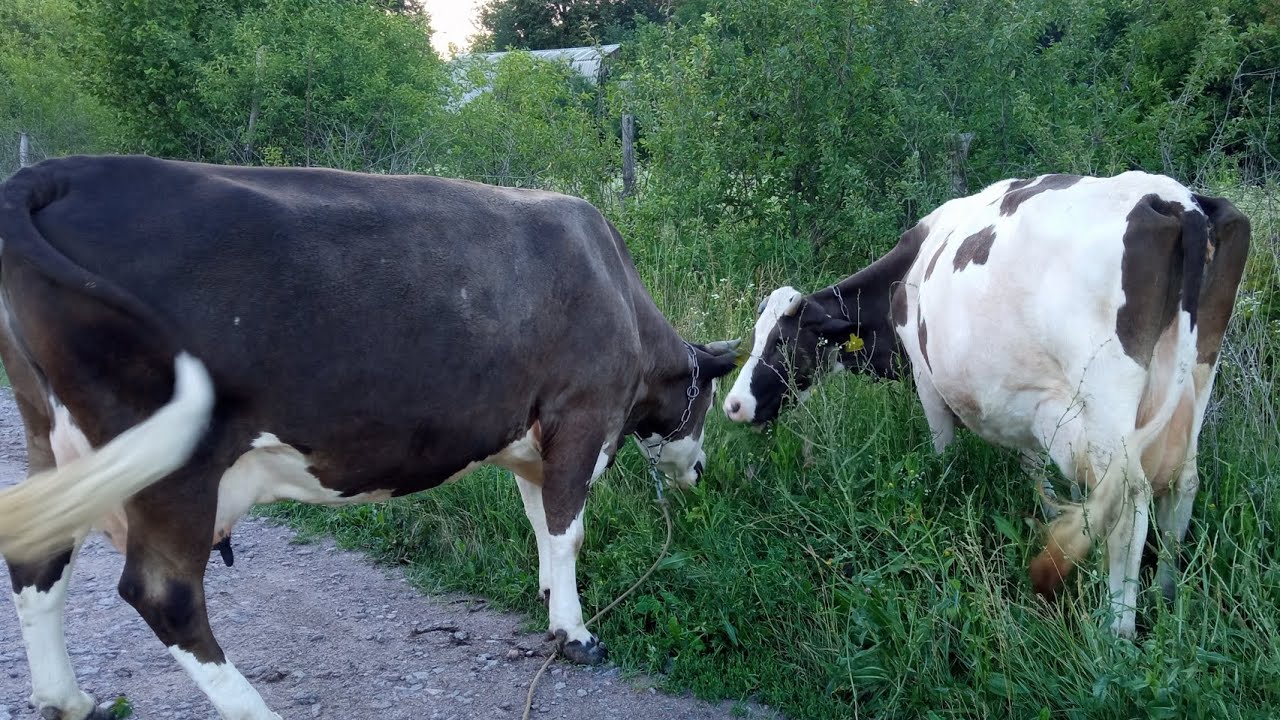 ‼️ Молочний бізнес чи м'ясний ⁉️🐮🥛🐷яке майбутнє нас чекає ❓😱 farmer milk cow and pigs 🤠🇺🇦