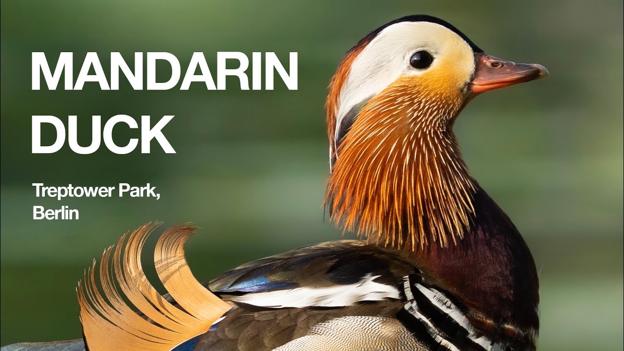 Colourful City Ducks | Mandarin Ducks in Berlin | Treptower Park