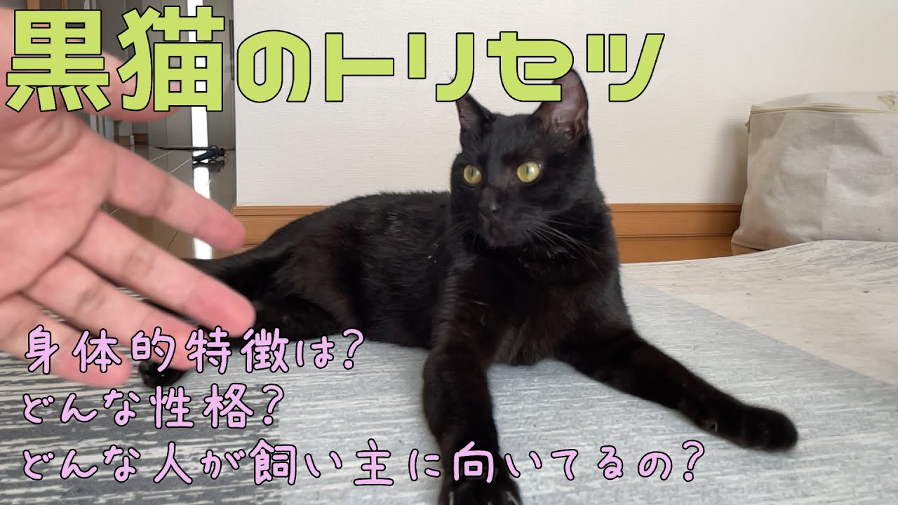 【猫雑学】黒猫の取扱説明書【トリセツ】