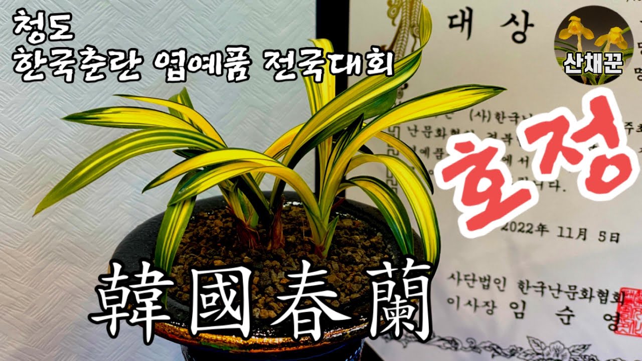 청도 한국춘란엽예품전국대회ㅣ무늬가 아름다운 난초들(Korea Orchid)