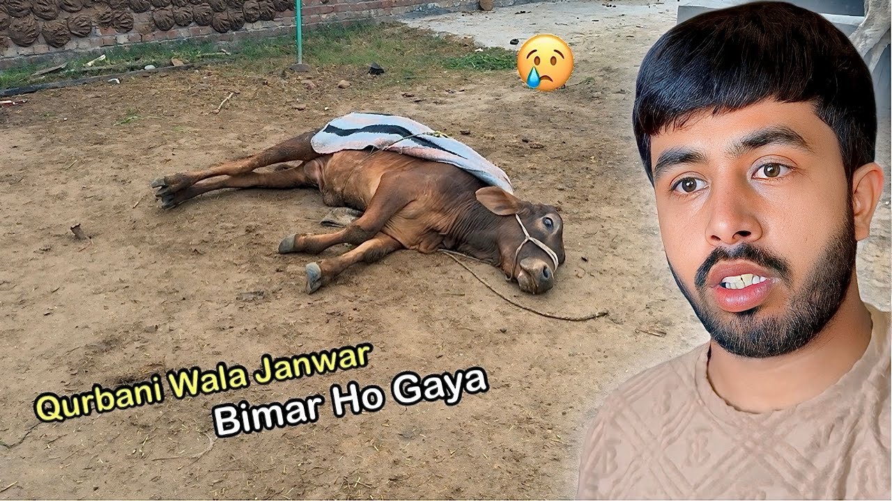 Hamara 1 Qurbani Wala Janwar Bimar Ho Gaya 🥺 Zohaib Pendu 