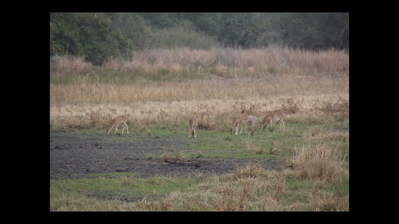 Aransas National Wildlife Refuge