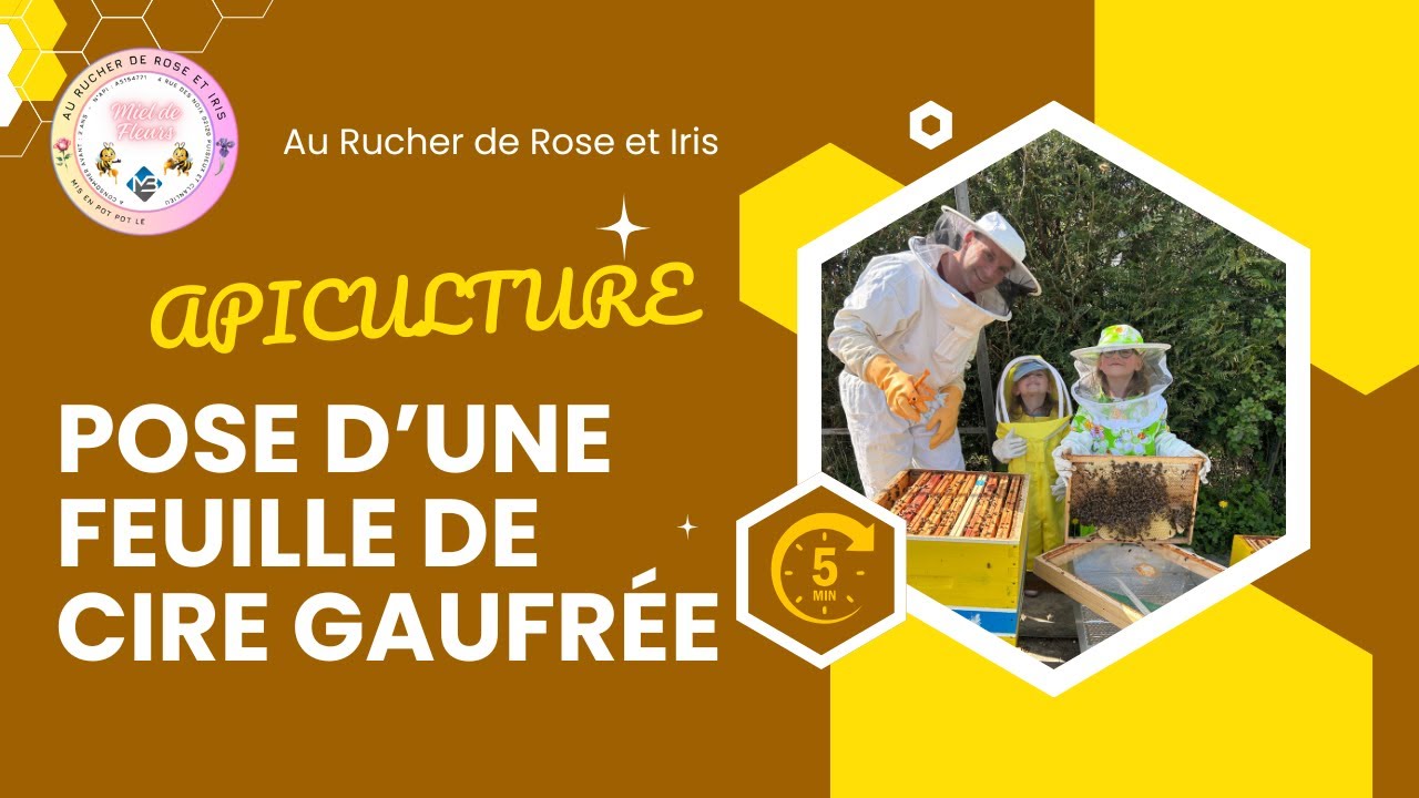POSE D'UNE FEUILLE DE CIRE GAUFRÉE SUR UN CADRE - APICULTURE