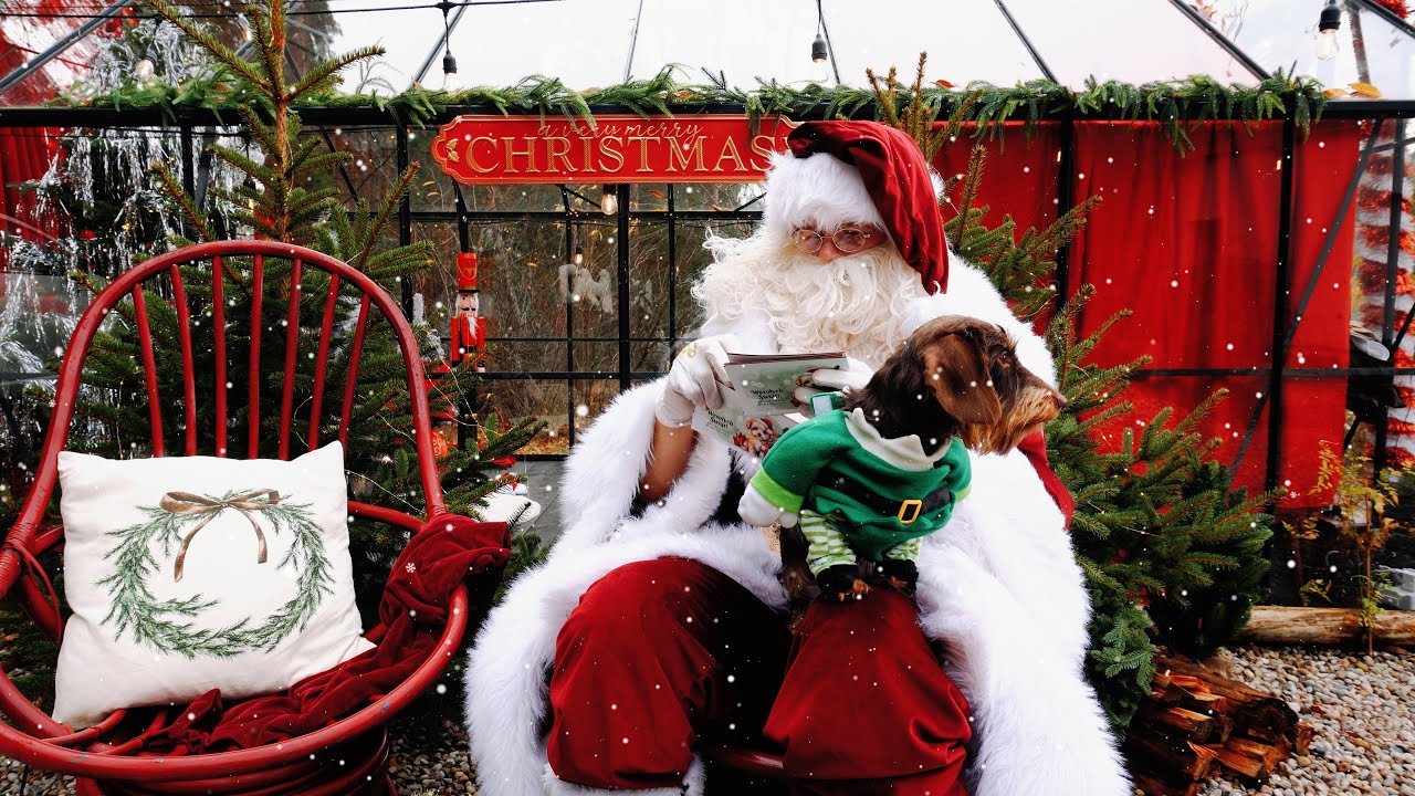 🎄🐾 Family Pets & Zoo – Świąteczny Raj dla Pupili! 🐶🐱