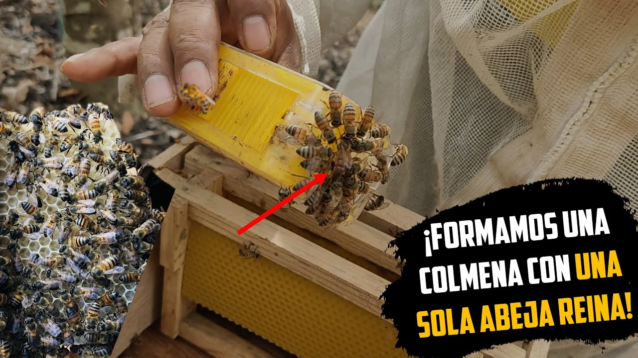 Con una Abeja Reina formamos una comunidad de Abejas 🐝