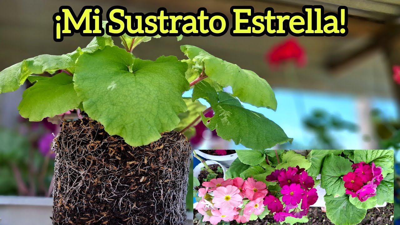 TRASPLANTE PERFECTO de PRIMAVERAS 🌺 El SECRETO para que Revienten en Flores