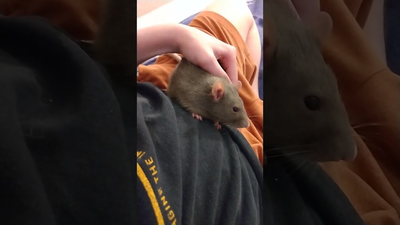Geiger the Rat Bruxes and Boggles