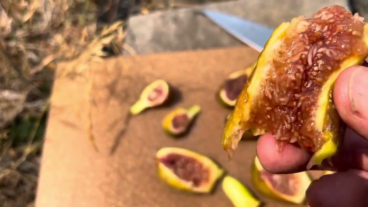 Longue d'Août Breba figs - different stages of ripeness