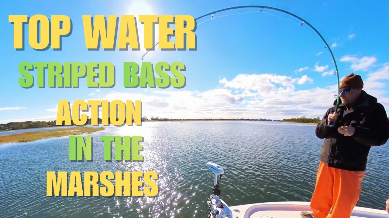 EXPLOSIVE TOP WATER STRIPED BASS ACTION IN THE MARSHES