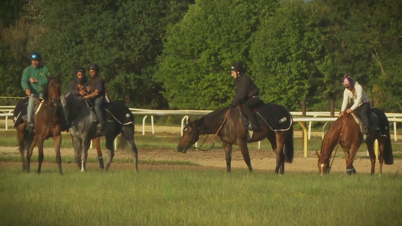 Ecurie DAMIEN DE WATRIGANT : centre d'entrainement du Haras de MANDORE