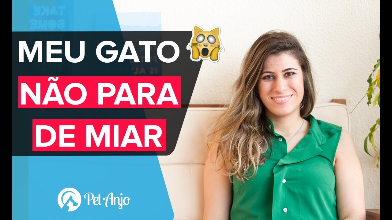 Como fazer gato miar menos - Papo Pet por Pet Anjo