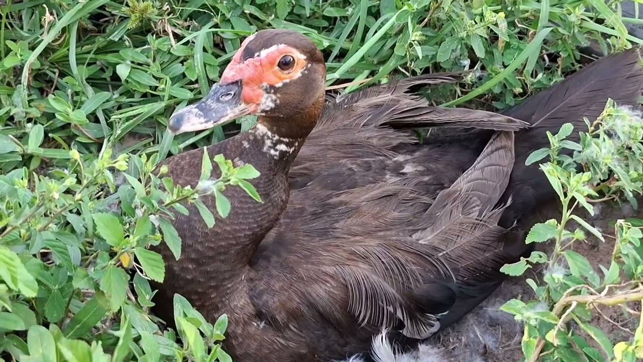 Lagoa dos Patos em Cafelândia no Interior Paulista.