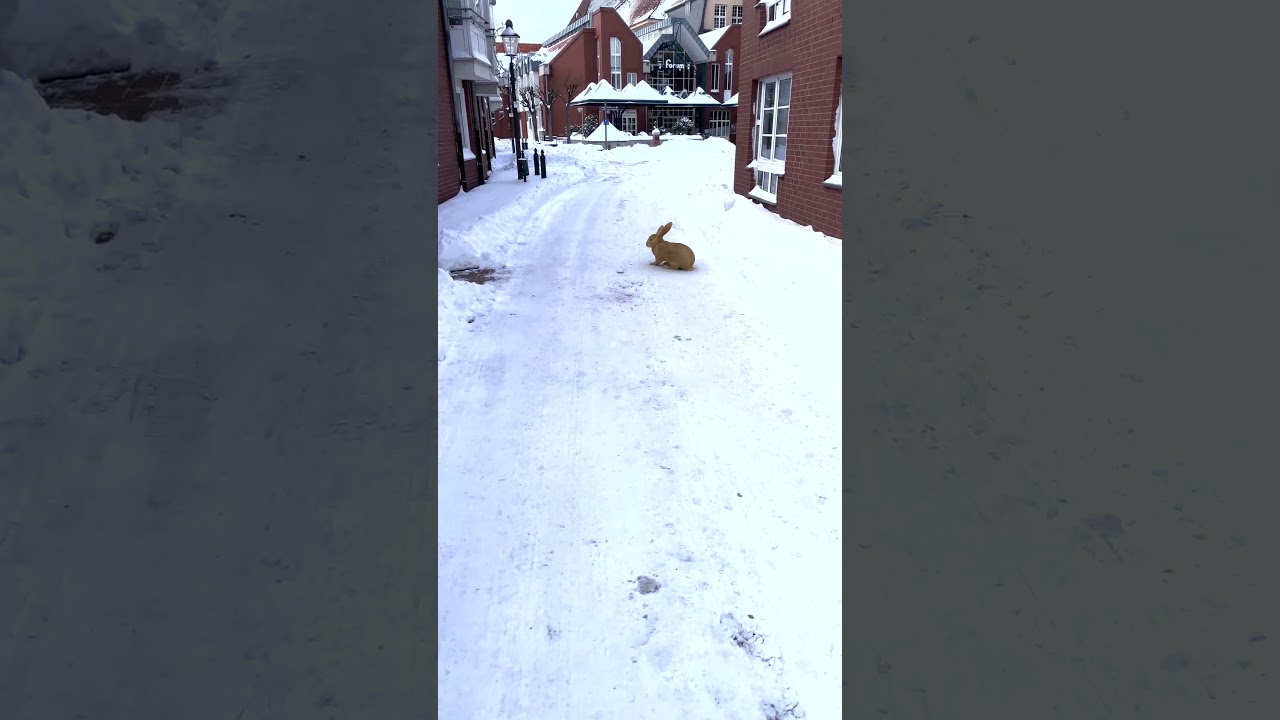 winter wonderland 