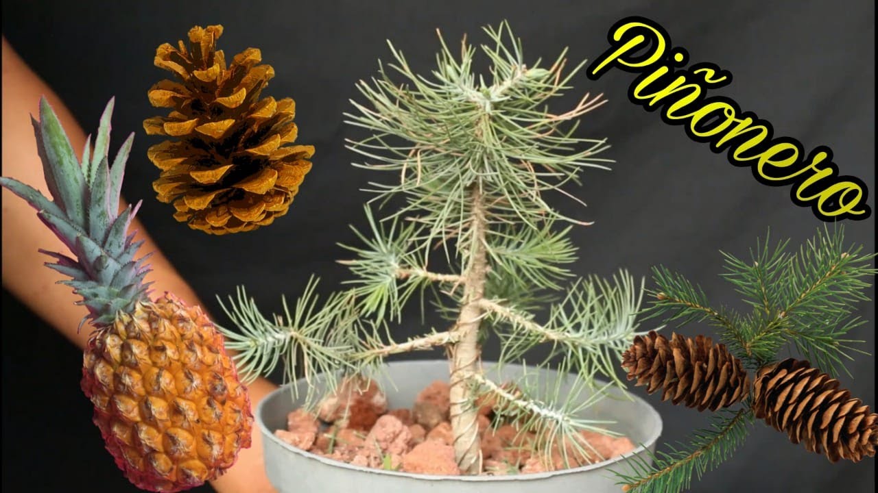 selección de ramas / pino piñonero México