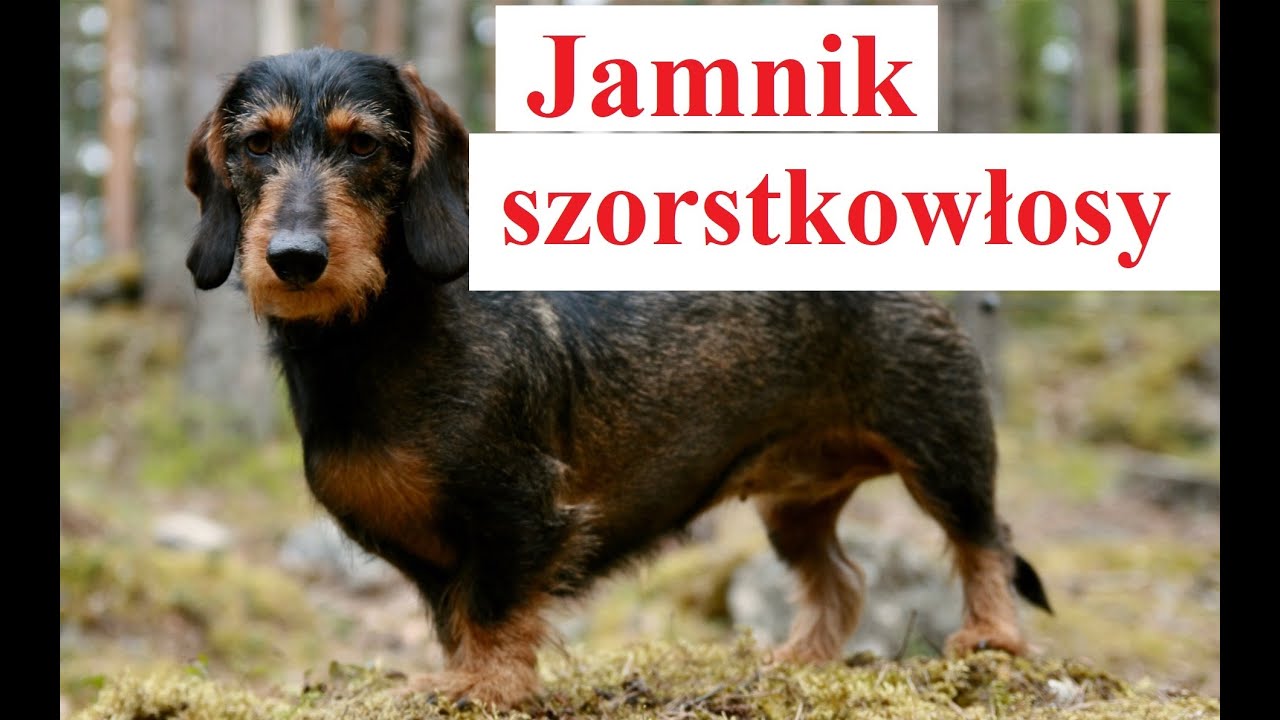 JAMNIK Szorstkowłosy - OPIS RASY, charakter, zdrowie, historia, wady i zalety